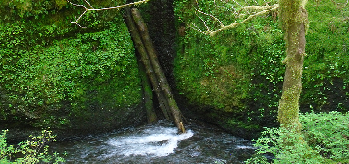 Photograph of flowing river with mossy banks and debris, Portland, OR.