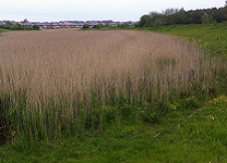 A photograph of Newcastle SuDS (storage pond with reeds), 2013