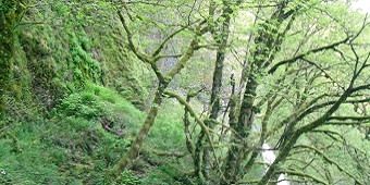 Photograph of woodland near Horsetail Falls, Portland, OR.