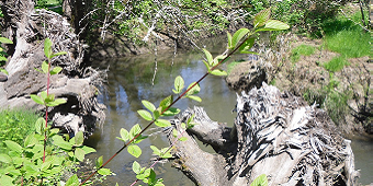 Photograph of river after restoration projects in Portland, OR.