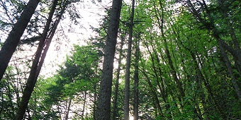 Photograph of tall trees near Horsetail Falls, Portland, OR.