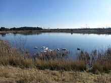 Photograph of a storage pond at the end of the SuDS treatment train, J4M8 Business Park, Edinburgh, UK