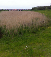 Photograph of a SuDS scheme in Newcastle