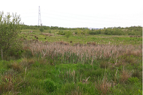 Photograph of a SuDS scheme in Newcastle