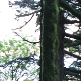 Photograph of a tree, Portland forest.