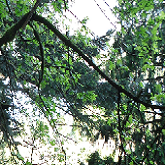 Photograph of a tree, Portland forest.