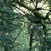 Photograph of a tree, Portland forest.