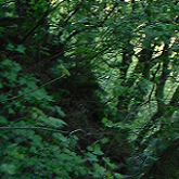 Photograph of trees, Portland forest.