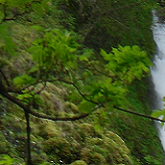 Horsetail Waterfall, Portland forest.