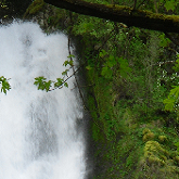 Horsetail Waterfall, Portland forest.